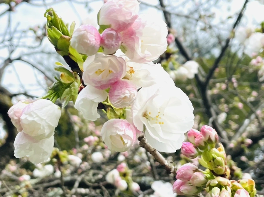 IMG_0443.jpg?type=w966