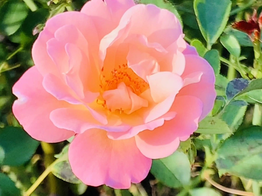 IMG_1212.jpg?type=w966