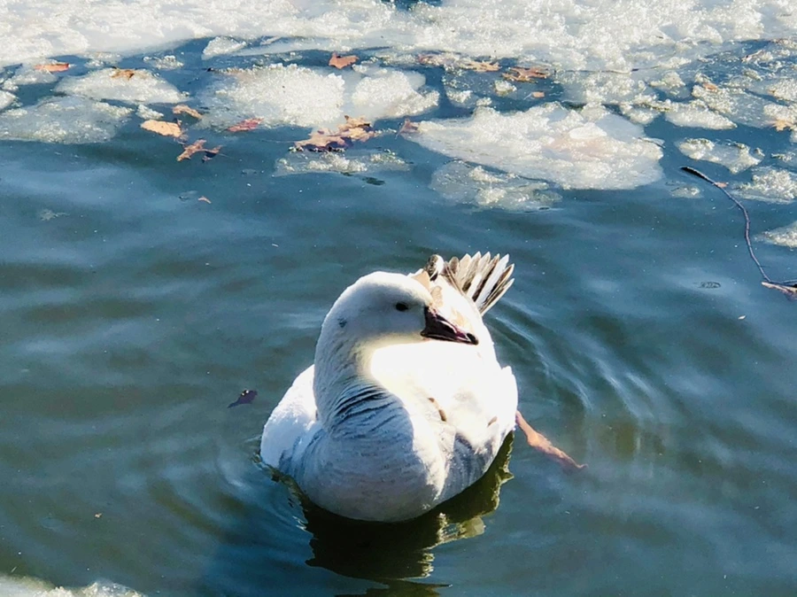 IMG_5252.jpg?type=w966