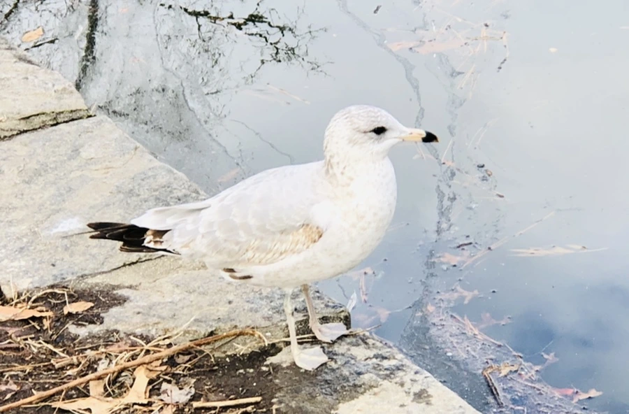 IMG_0017.jpg?type=w966