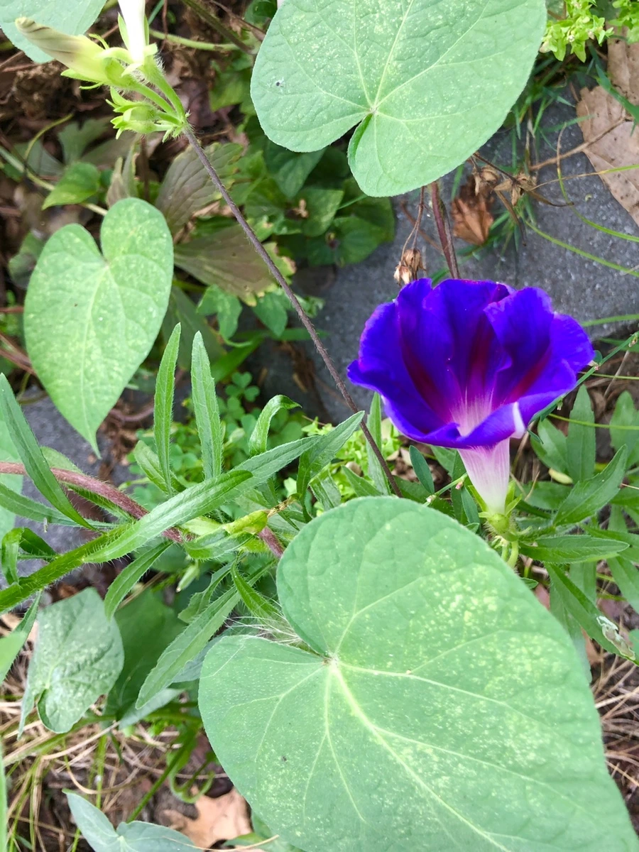 IMG_4004.jpg?type=w966