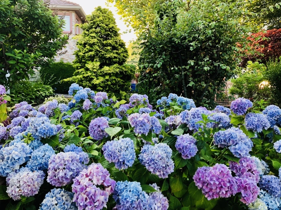 IMG_0542.jpg?type=w966