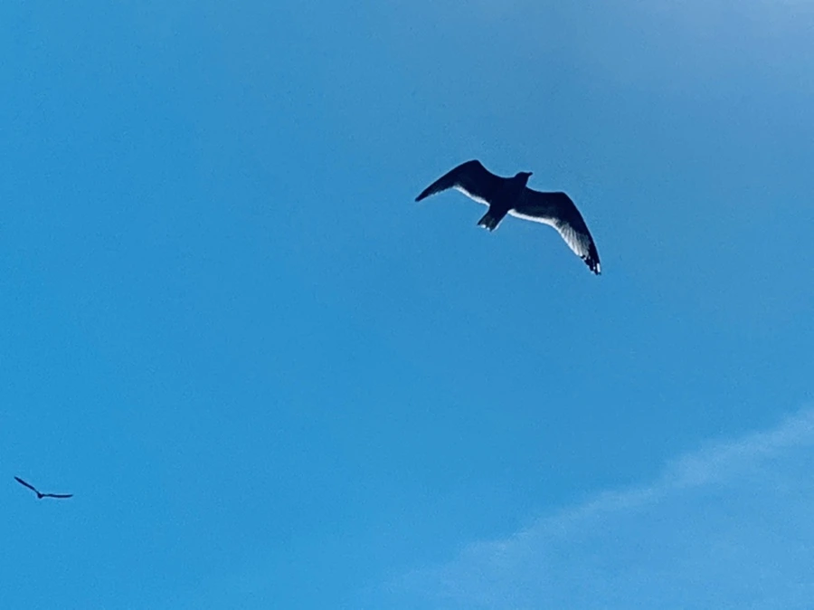 IMG_9438.jpg?type=w966