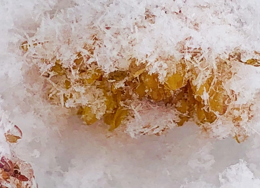 IMG_3446.jpg?type=w966