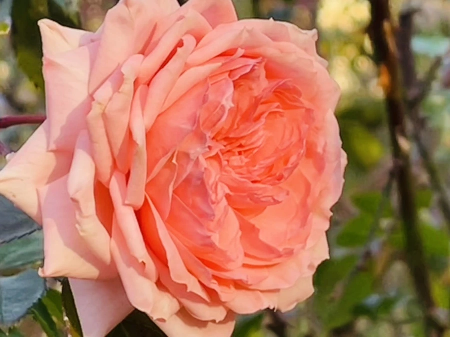 IMG_5997.jpg?type=w966