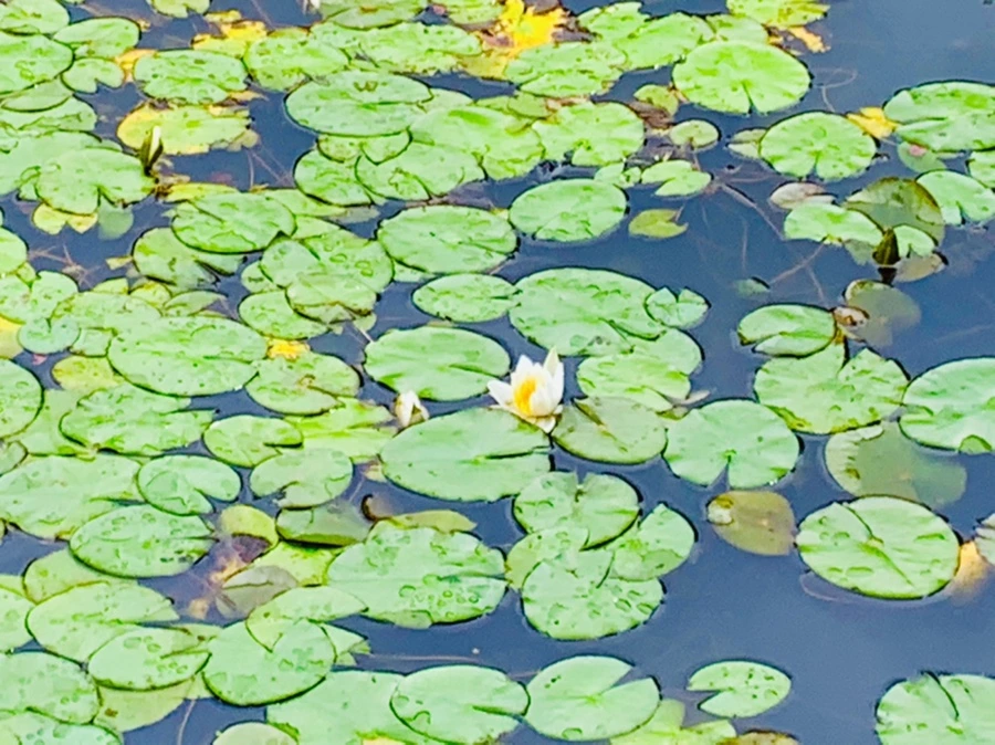 IMG_9277.jpg?type=w966