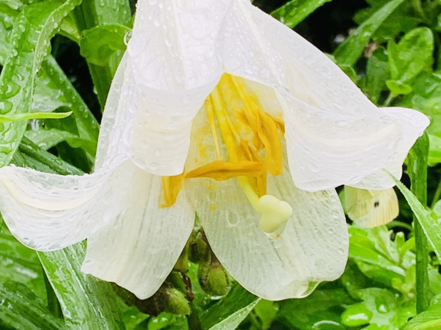 IMG_0129.jpg?type=w966