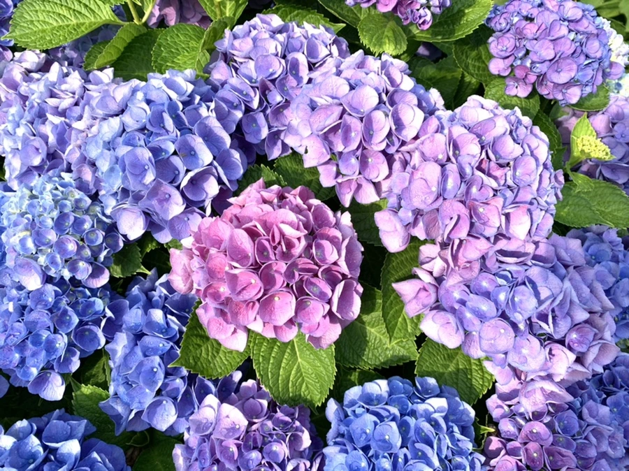 IMG_5975.jpg?type=w966