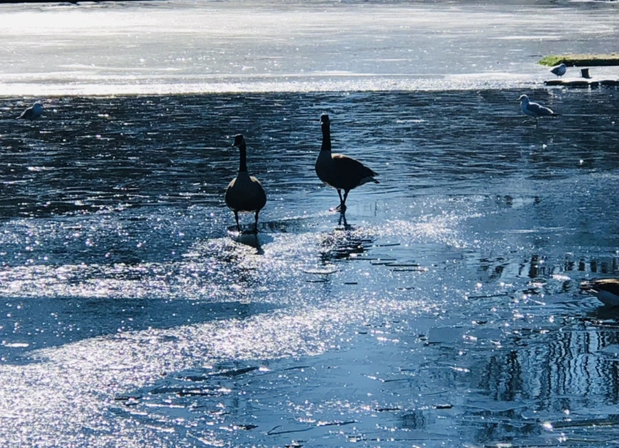 IMG_7950.jpg?type=w966