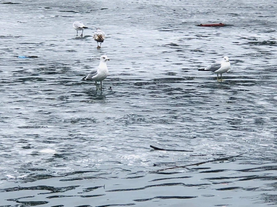 IMG_6144.jpg?type=w966