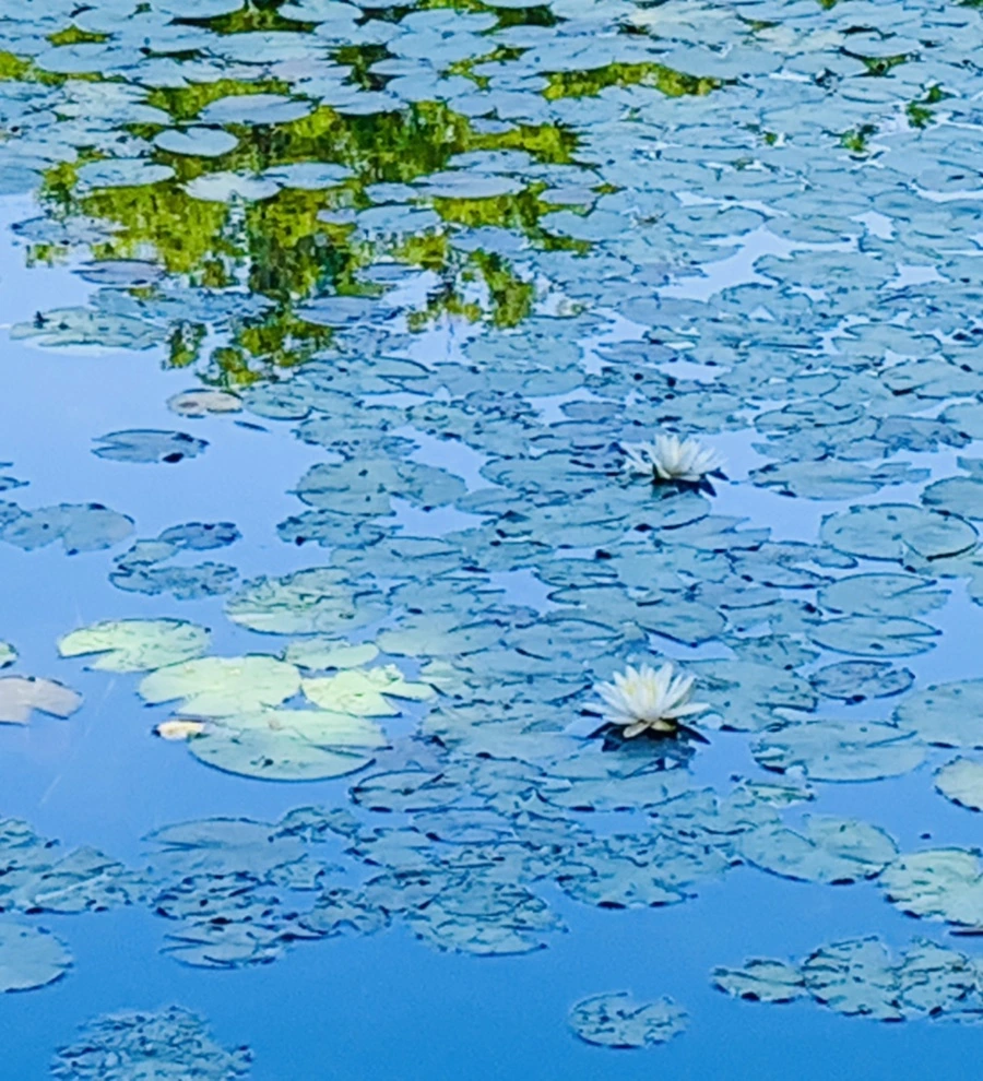 IMG_1198.jpg?type=w966