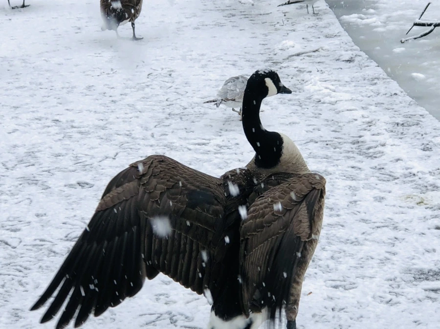 IMG_4206.jpg?type=w966