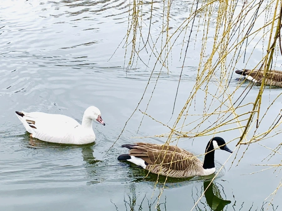 IMG_1640.jpg?type=w966