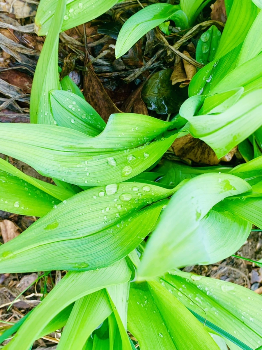 IMG_6296.jpg?type=w966