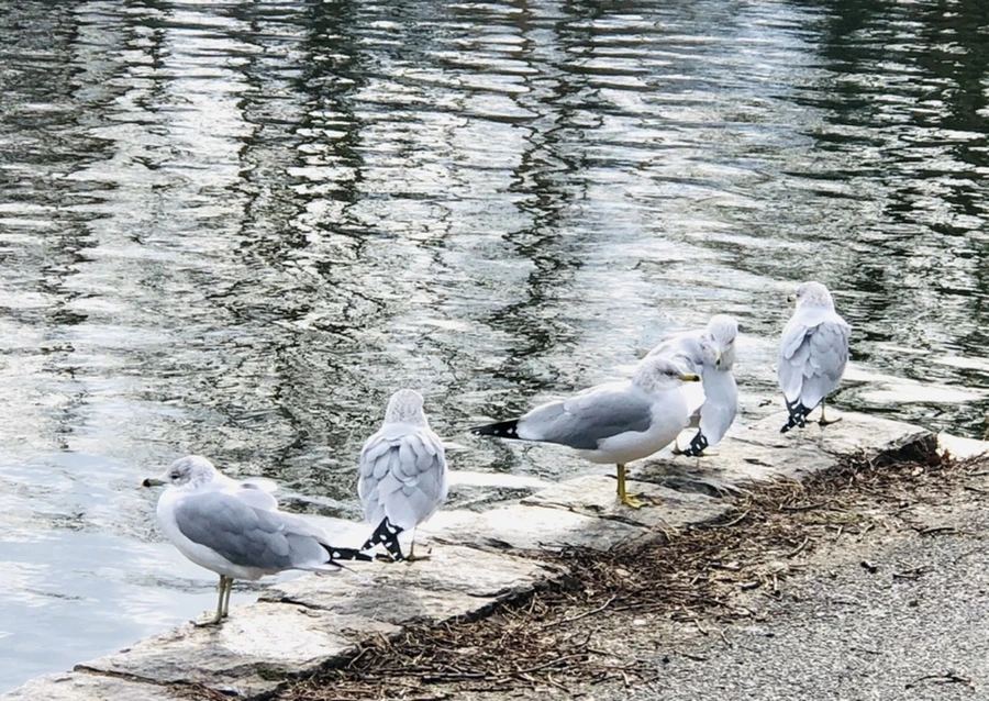 IMG_8716.jpg?type=w966