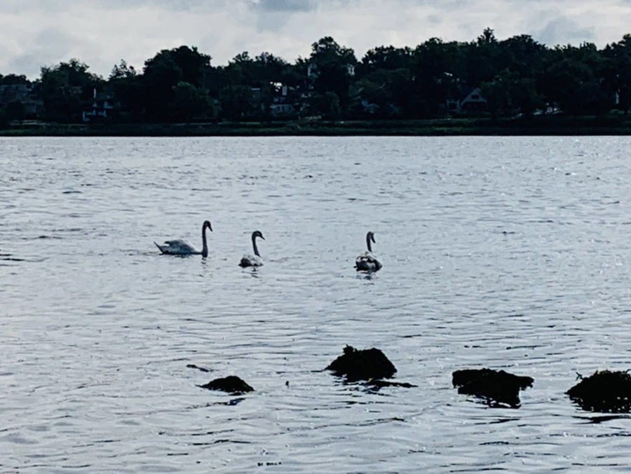 IMG_3228.jpg?type=w966