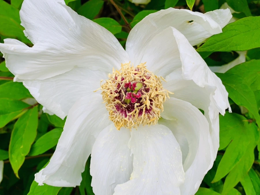 IMG_8960.jpg?type=w966