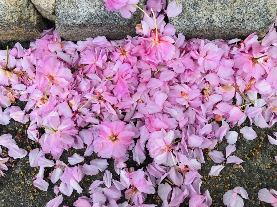 IMG_4078.jpg?type=w966