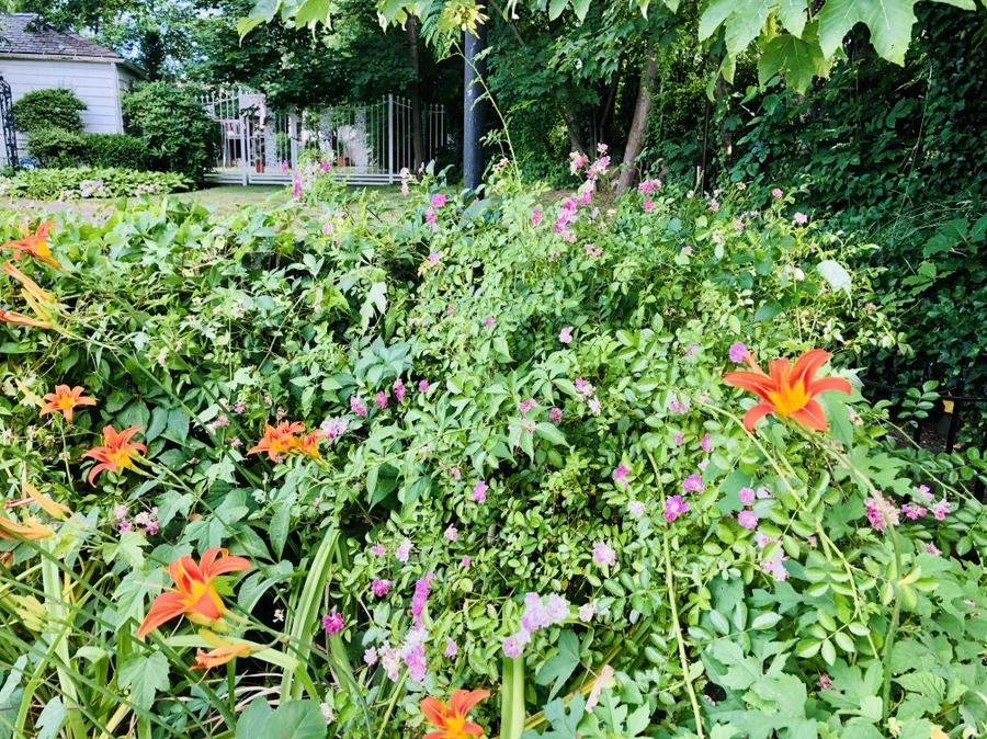 IMG_0333.jpg?type=w966