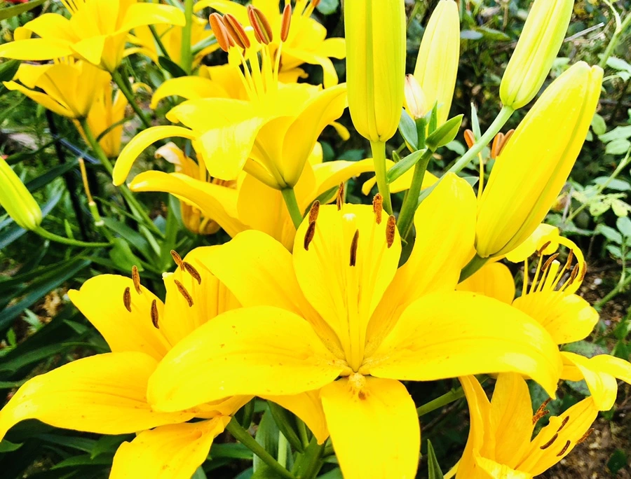 IMG_0204.jpg?type=w966