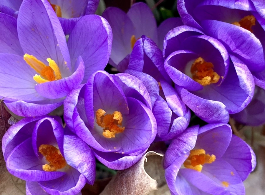 IMG_0160.jpg?type=w966