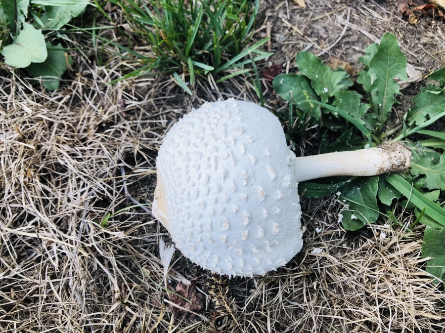 IMG_4852.jpg?type=w966