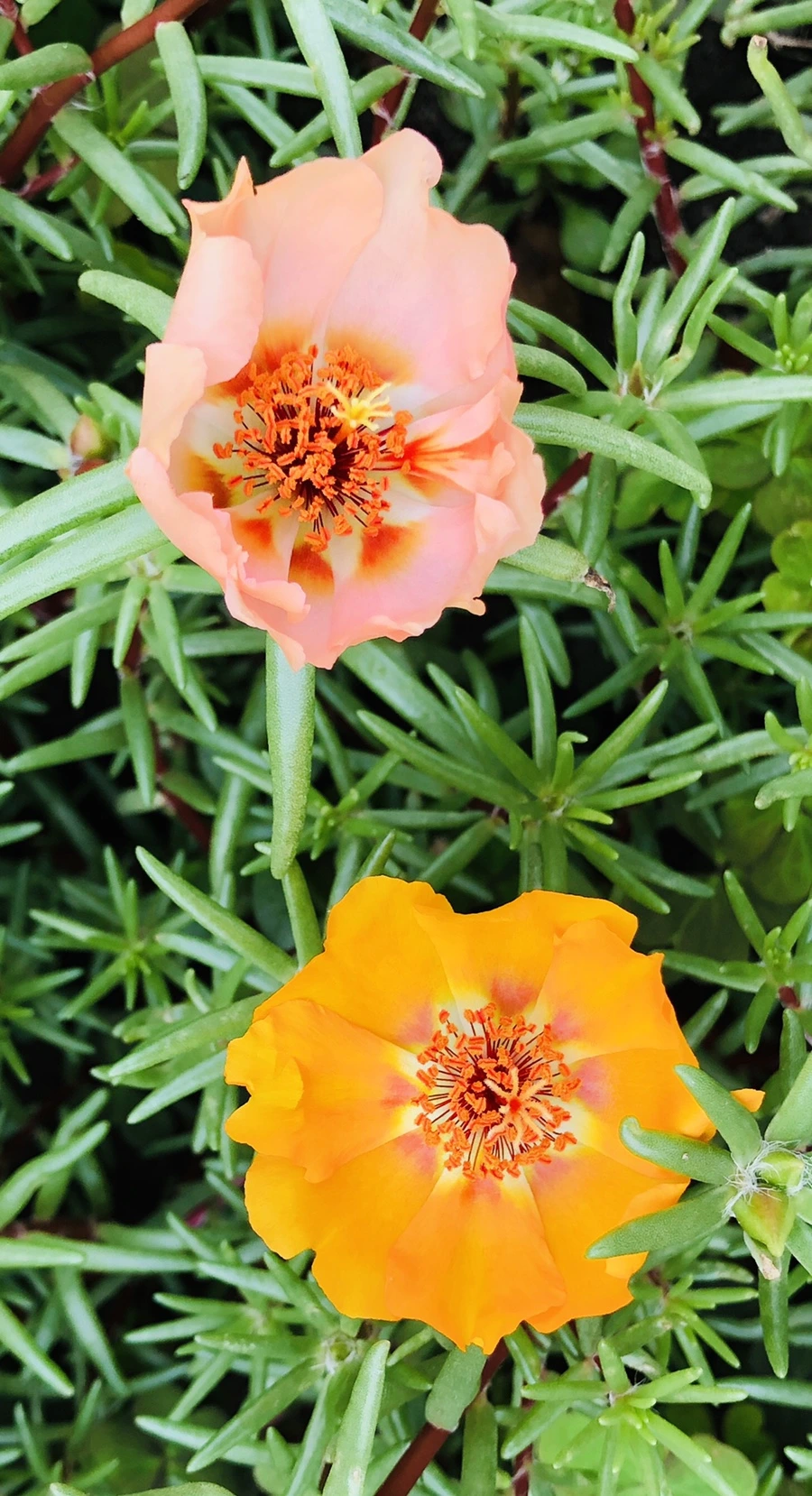 IMG_1283.jpg?type=w966