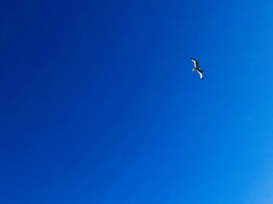 IMG_7785.jpg?type=w966