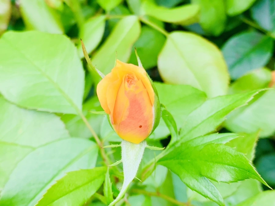 IMG_8717.jpg?type=w966