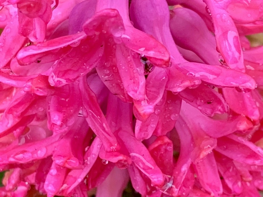 IMG_5044.jpg?type=w966