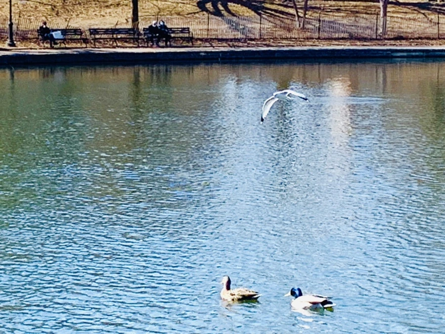 IMG_9349.jpg?type=w966