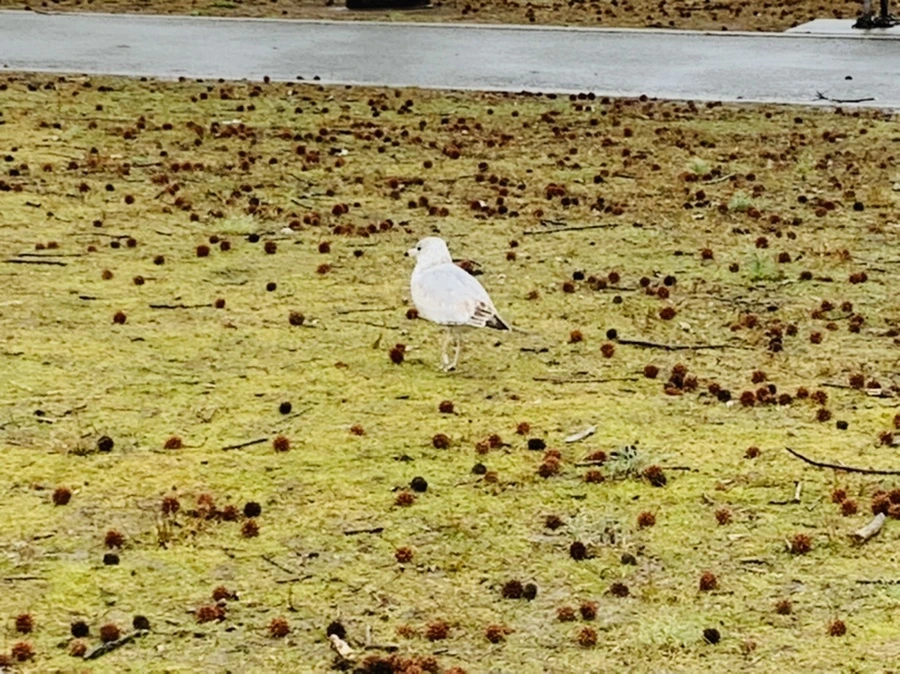 IMG_2074.jpg?type=w966