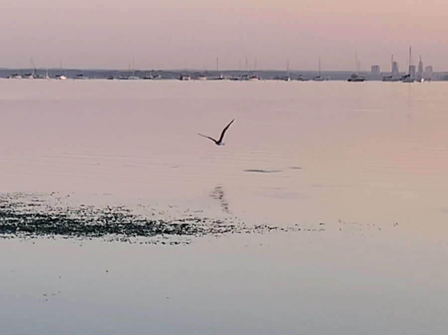 IMG_0170.jpg?type=w966