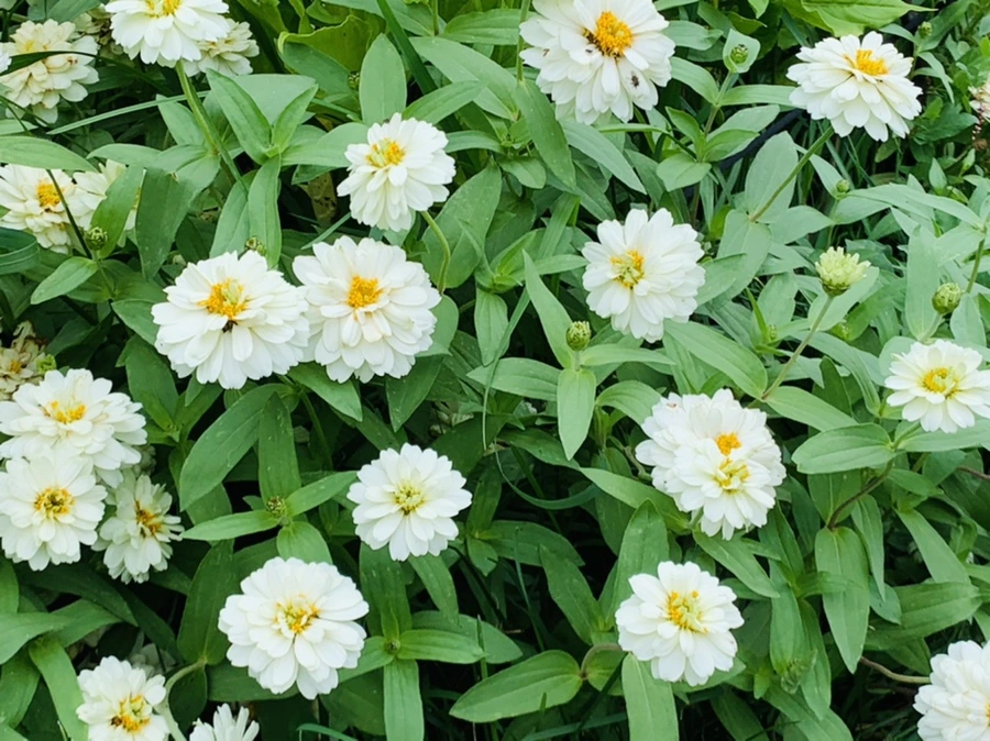 IMG_6963.jpg?type=w966