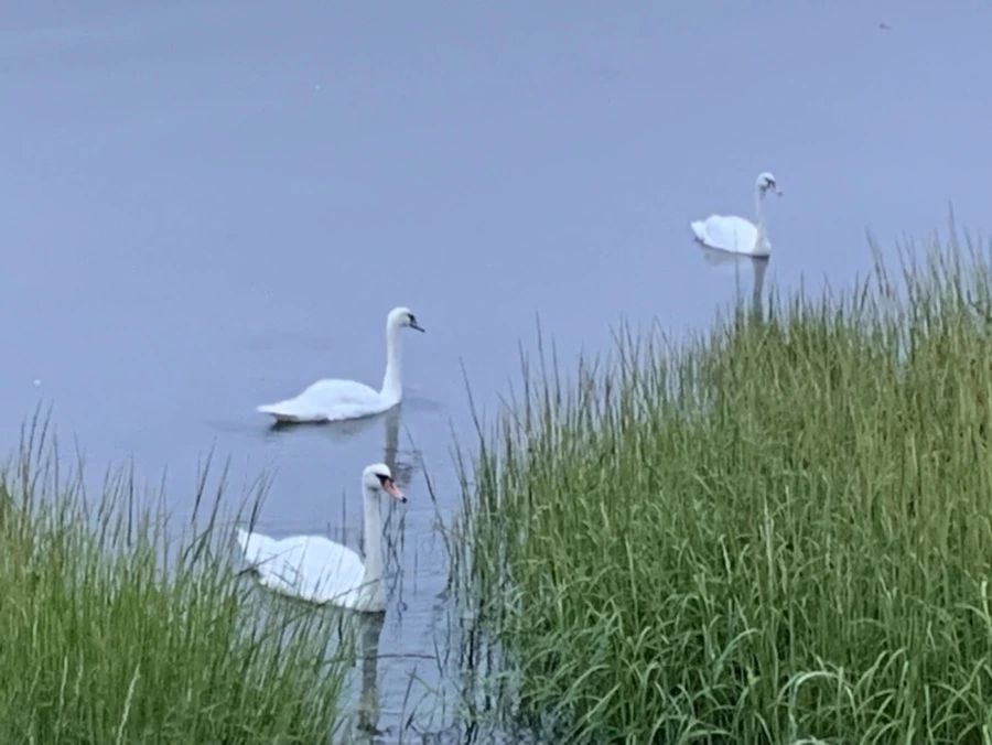 IMG_6637.jpg?type=w966