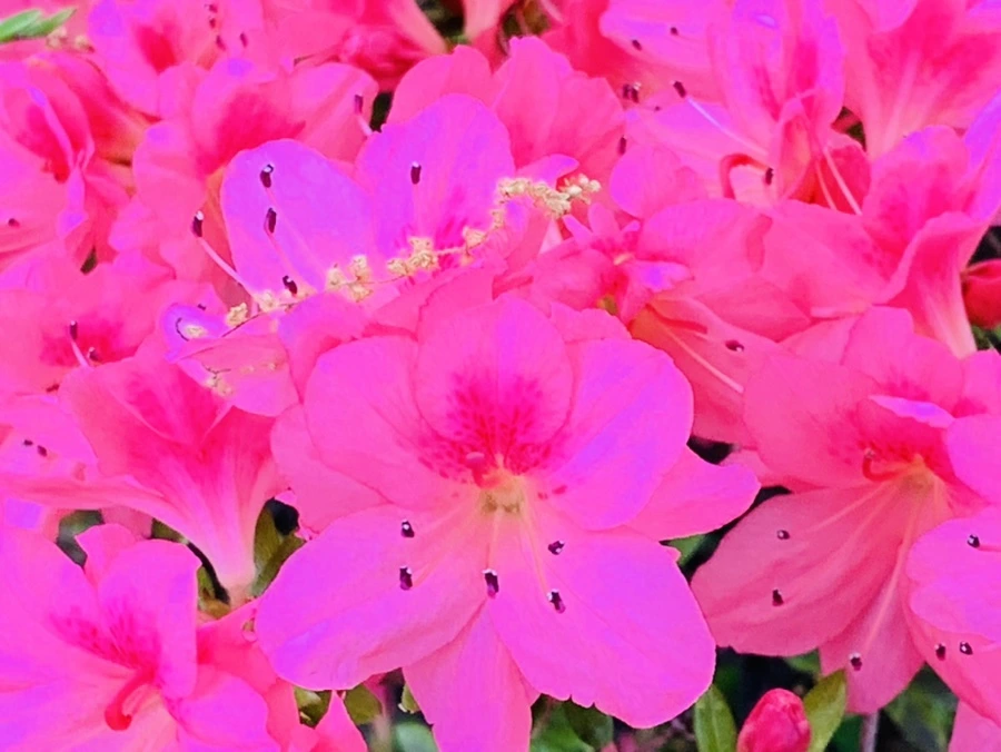 IMG_0947.jpg?type=w966