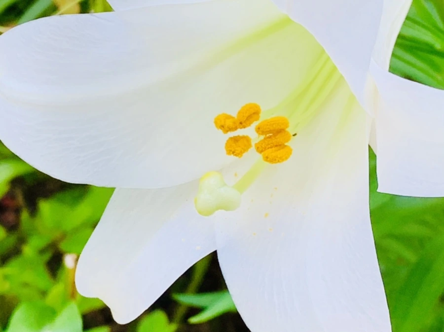 IMG_8752.jpg?type=w966