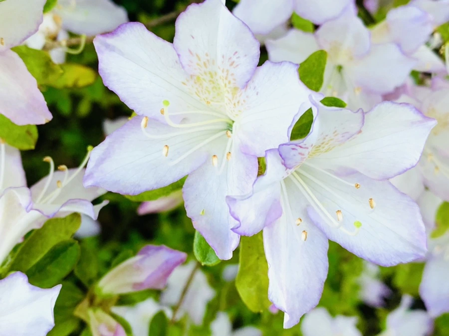 IMG_0404.jpg?type=w966