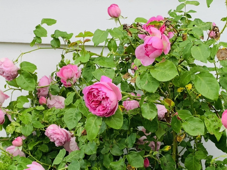 IMG_5502.jpg?type=w966