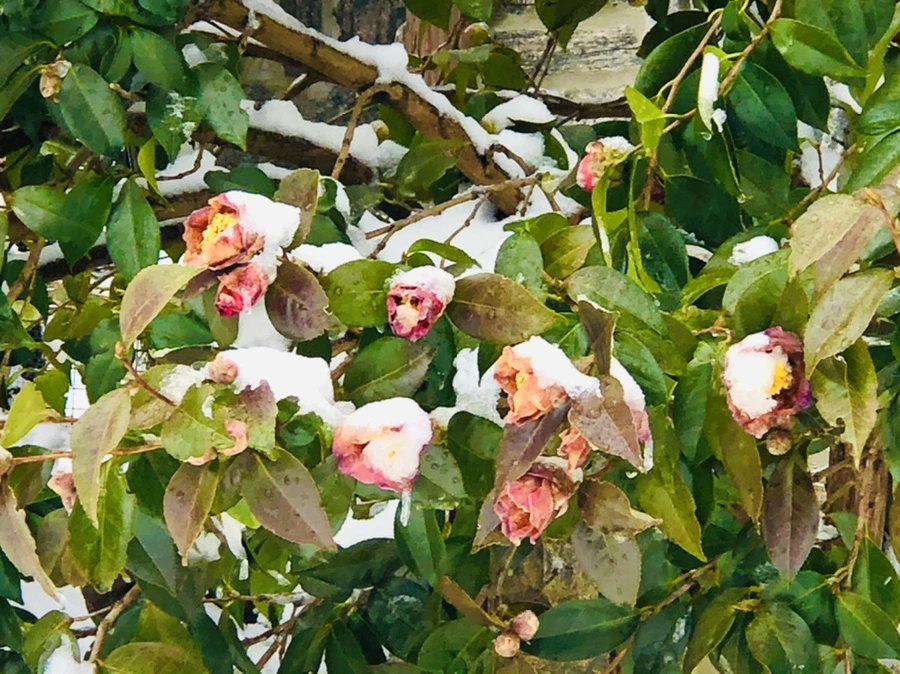 IMG_9089.jpg?type=w966