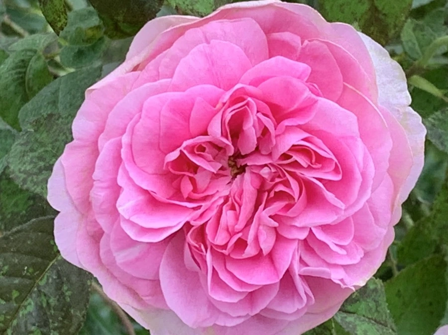 IMG_6036.jpg?type=w966