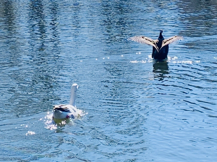 IMG_8892.jpg?type=w966