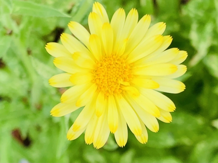 IMG_1049.jpg?type=w966