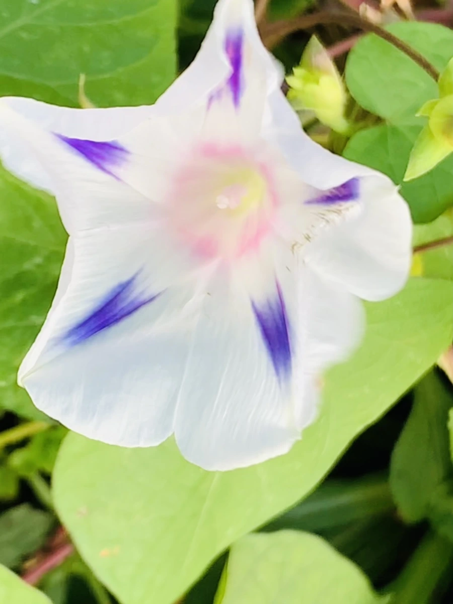 IMG_7043.jpg?type=w966