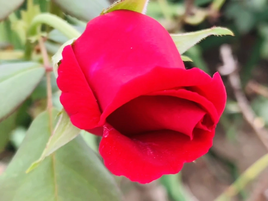 IMG_6032.jpg?type=w966