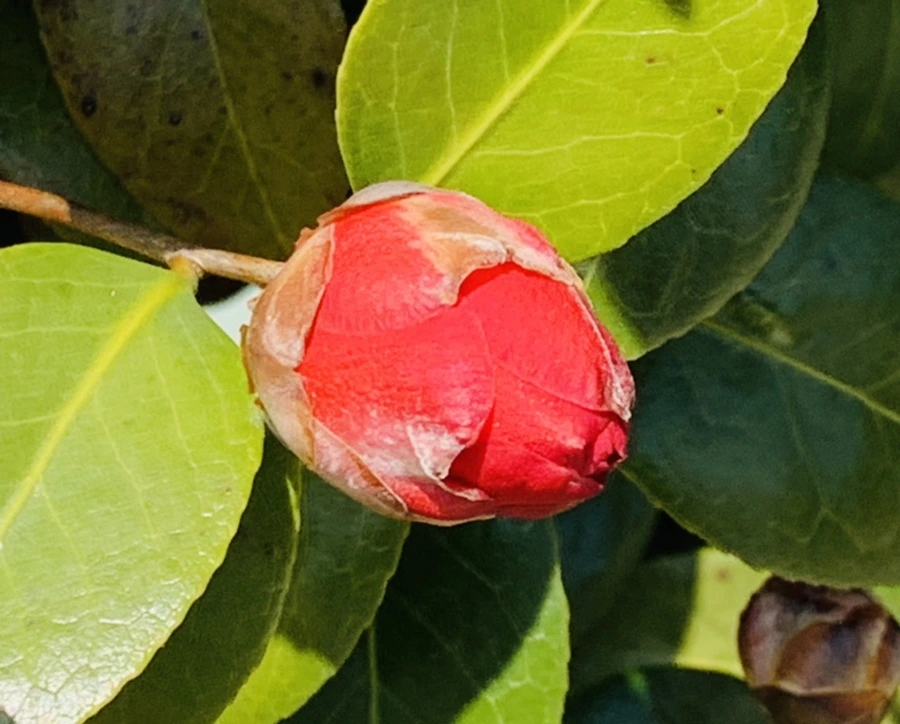 IMG_4343.jpg?type=w966