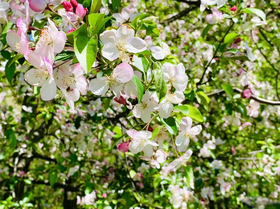 IMG_5718.jpg?type=w966