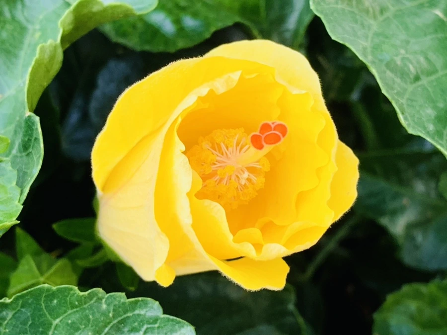 IMG_8208.jpg?type=w966