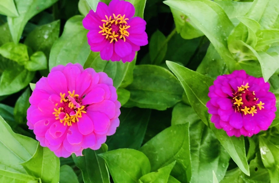 IMG_1616.jpg?type=w966