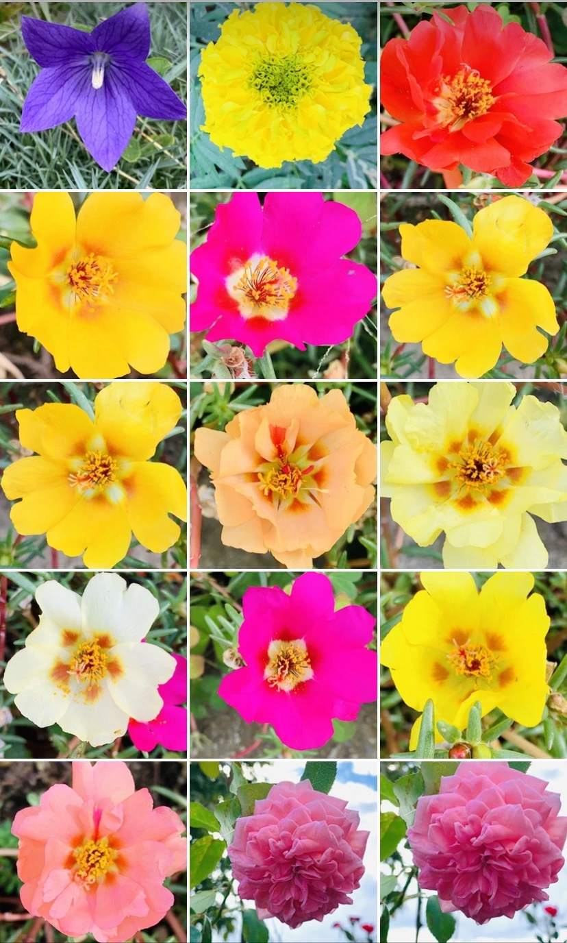 IMG_7340.jpg?type=w966